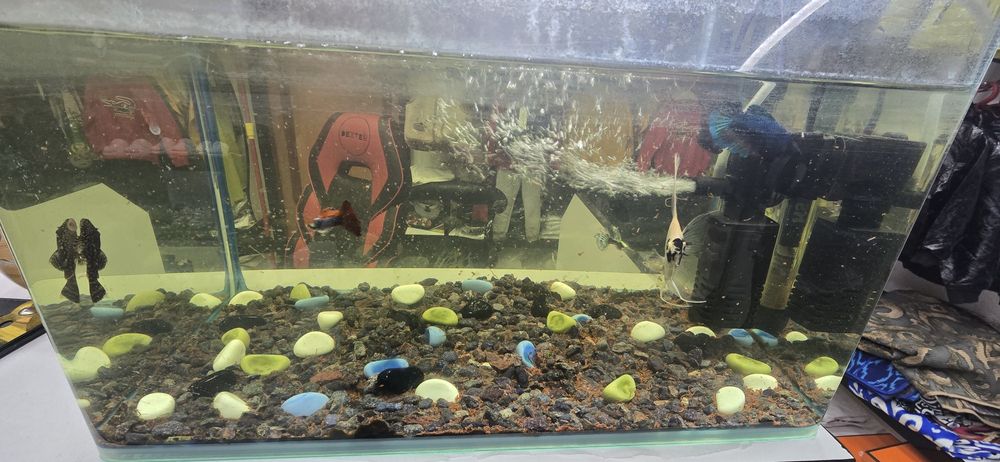 Akvarium sotiladi baliqlari bilan