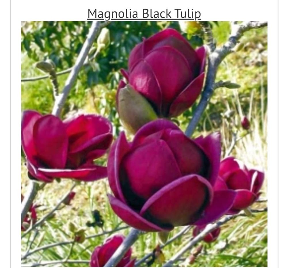 Magnolia puiet cu radacina