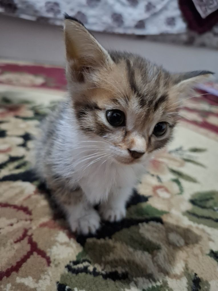 британский кот 1.5 месяцев