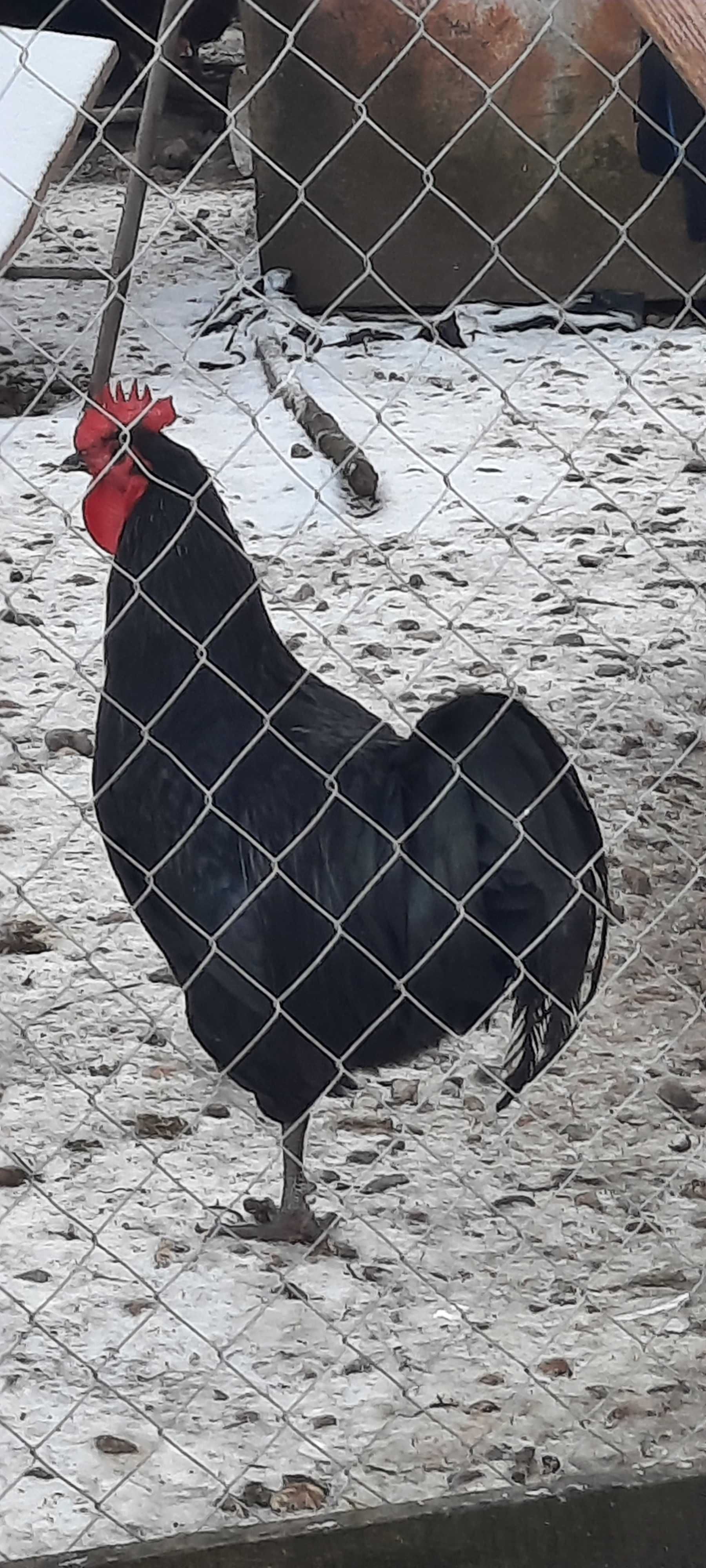 Cocos Australorp