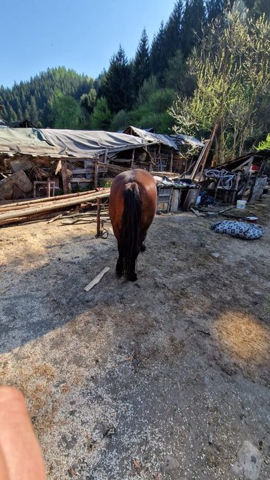 Iapa de vânzare de 6 ani accept orice proba