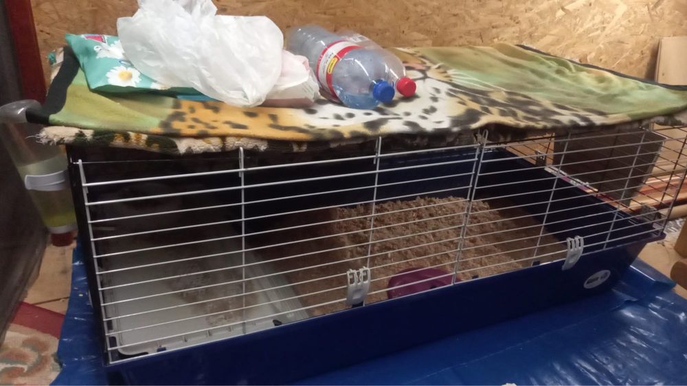 Cusca pentru porcusori de guineea