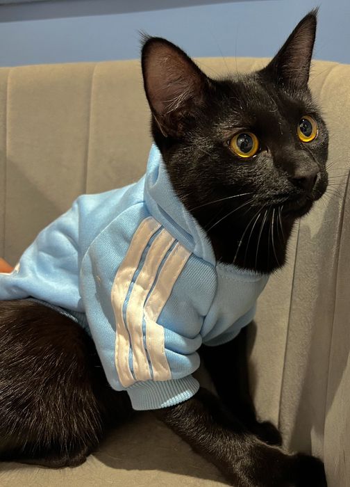 Отдам кота срочно