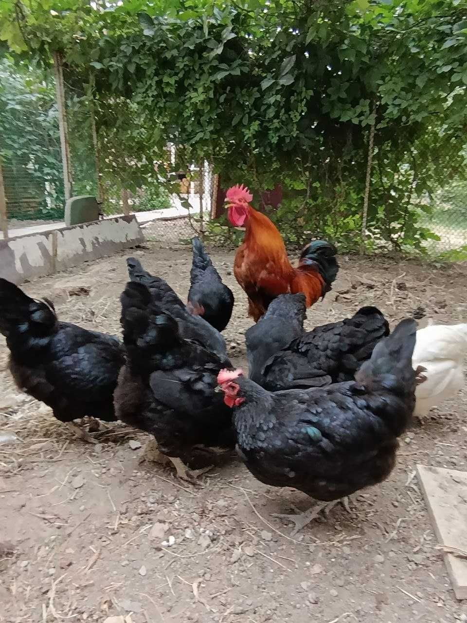 Товуклар сотилади