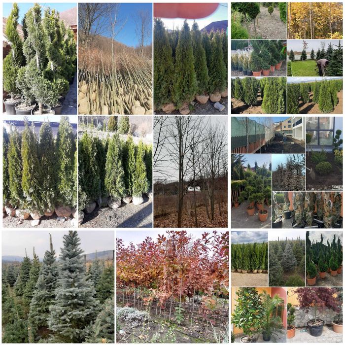 Vând mesteacăn, tei, fag, stejar, paltin, platan, arbuști ornamentali