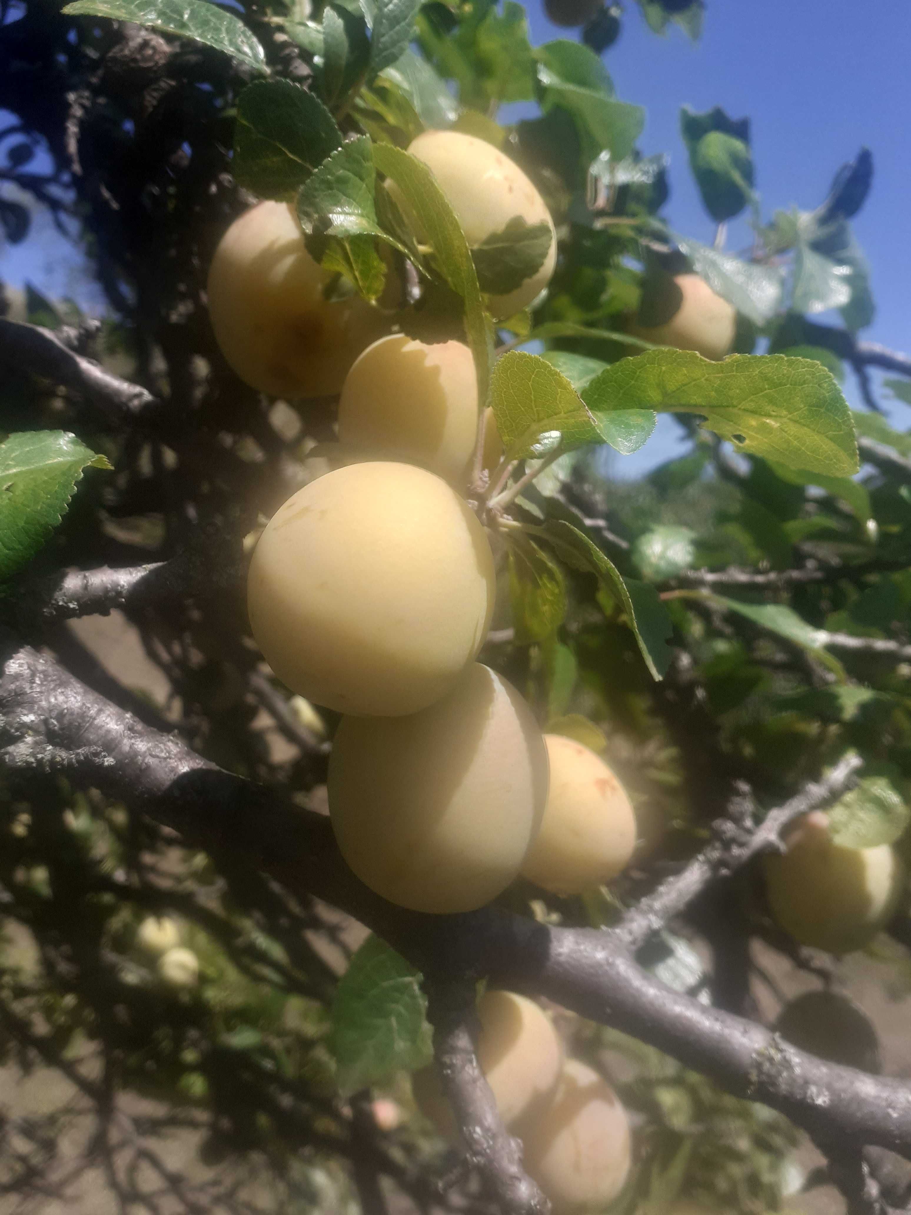 Prune tuica albe si rosii