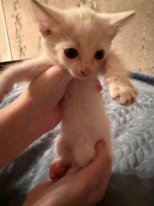 отдам котят СРОЧНО