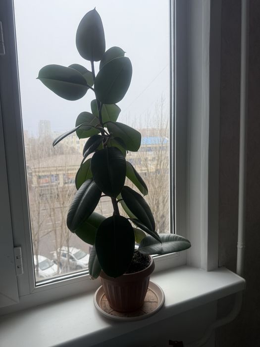 Цветы домашние фикус Робуста