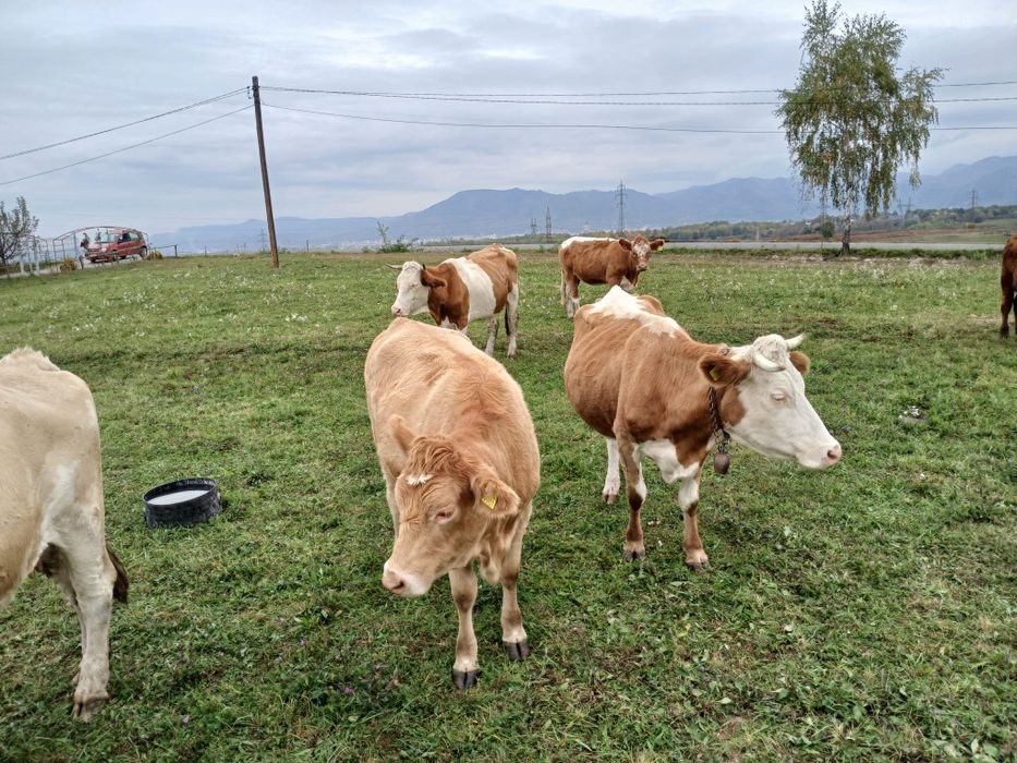 Vand vaca -la alegere