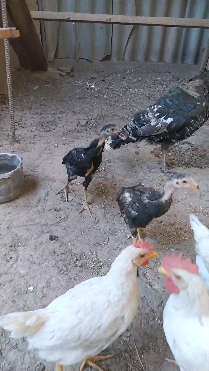 Tovuq , xoʻroz , zotli dajanlar.