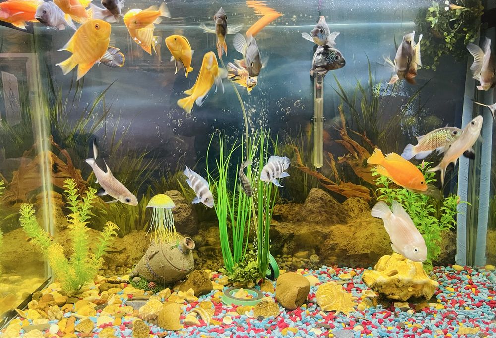 Продам Аквариумные рыбки (рыба)