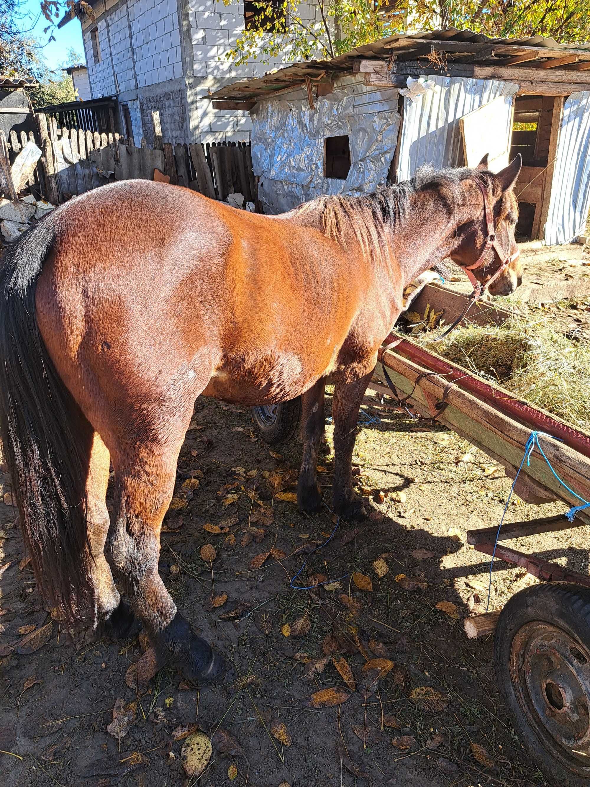 Mnza de 2 ani blnda merge la caruța și pe 1 și pe doi