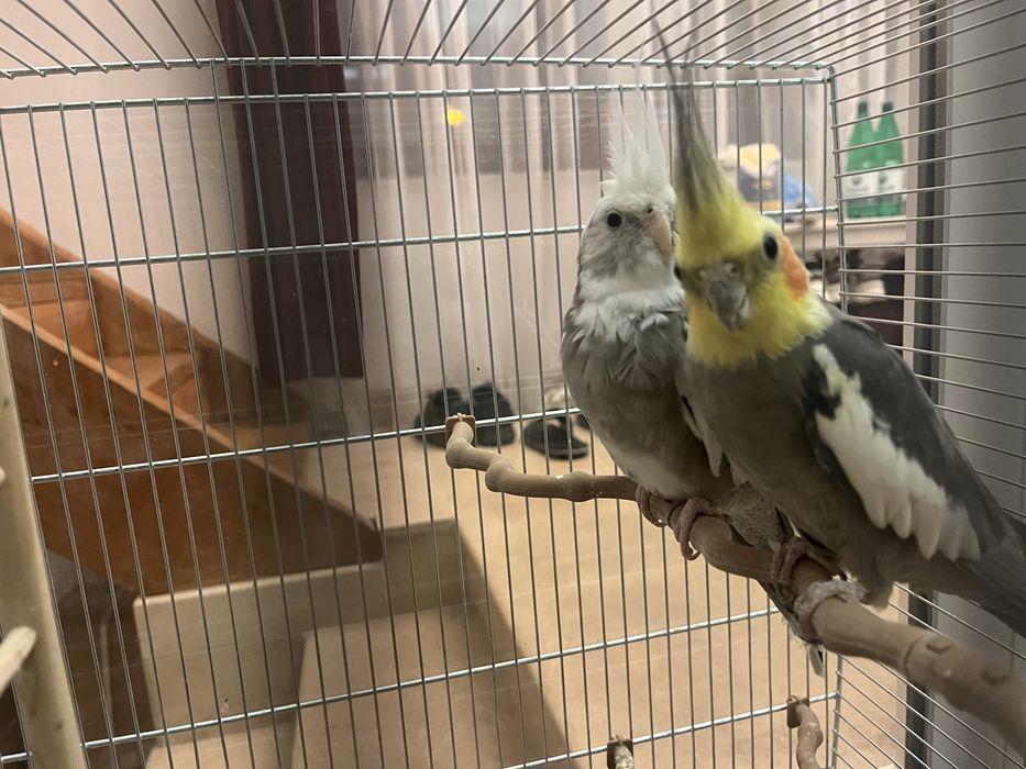 Vand papagali Nimfe + cusca