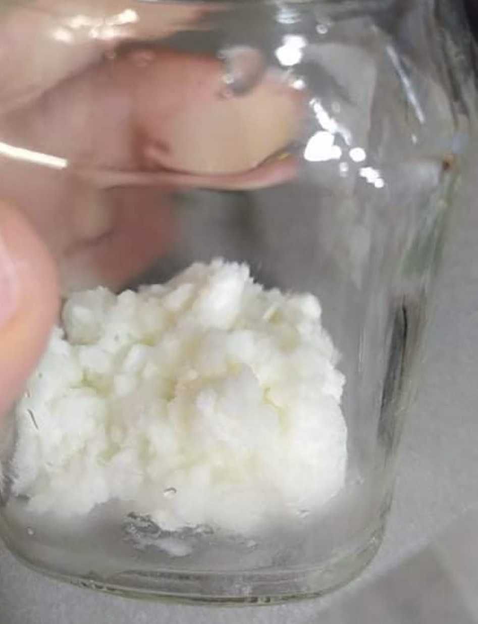 Ciuperca kefir (chefir) de lapte 30g + ghid  de utilizare
