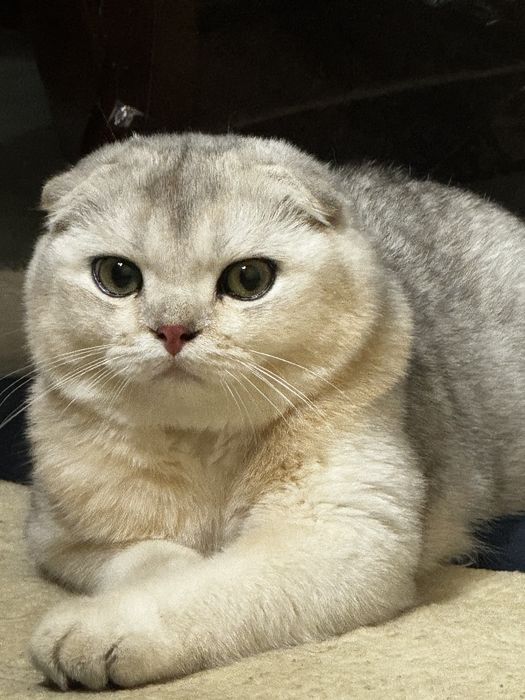 Шиншила кот на вязку