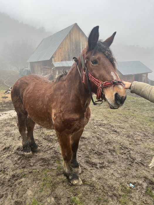 Vând iapă la 16 ani