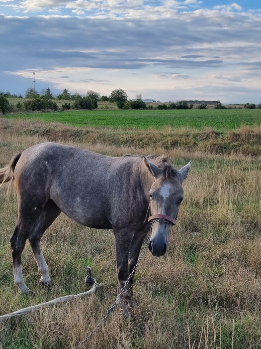 De vânzare cal noatina