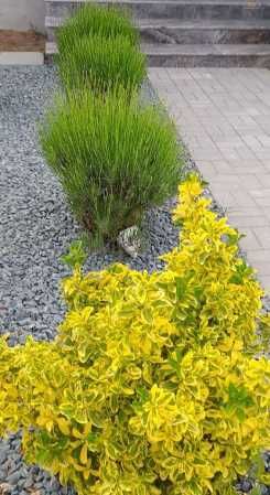 Gazon Rulou Sisteme de irigatii Tuia