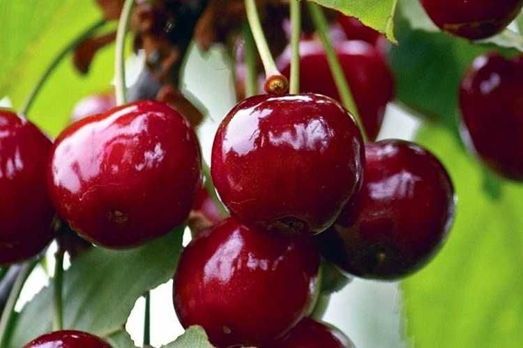 Шпанка олчаси - Вишня шпанка