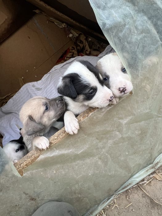 DONEZ spre adoptie puiuti de amstaff !!