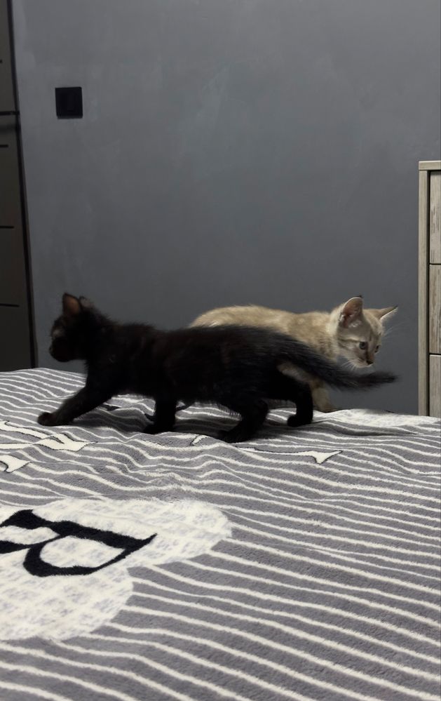 котята домашние