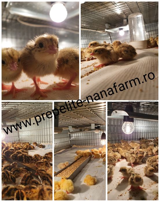 Oua de prepelita pentru incubat.