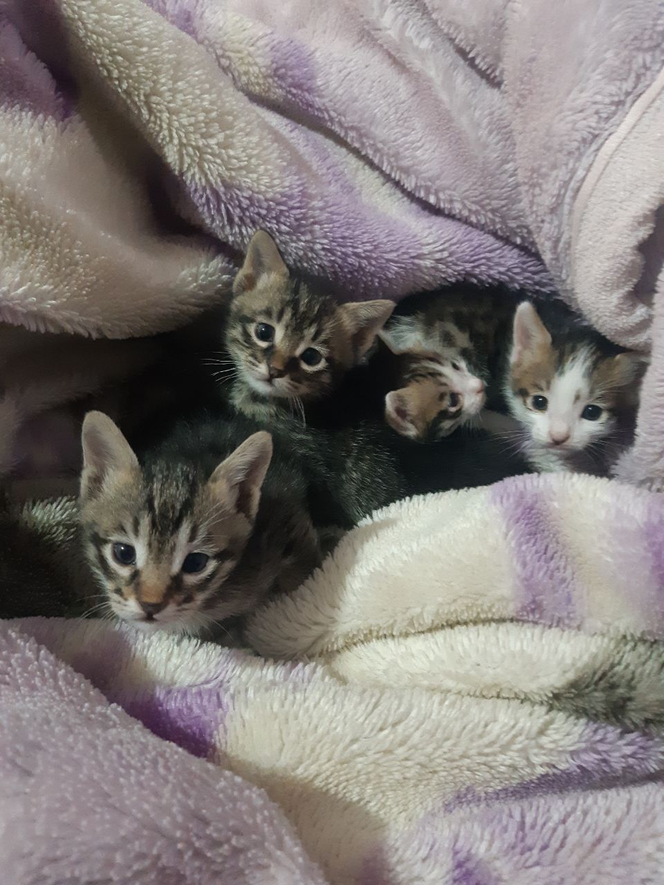 Котенок бесплатно