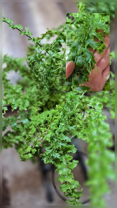 Папоротники: нефролеписы, микросорумы, полиподиумы