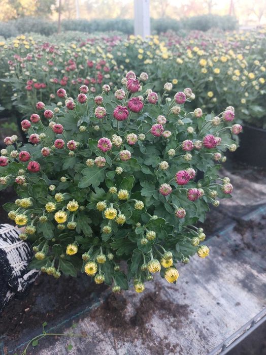 Crizanteme la gĥiveci