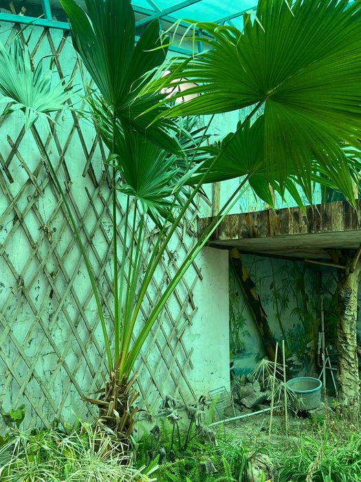 Живые Пальмы в Ташкенте