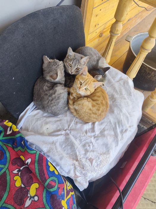 Пышые бар 4 киттай пышые 3 бала 1 кыз кара кыз