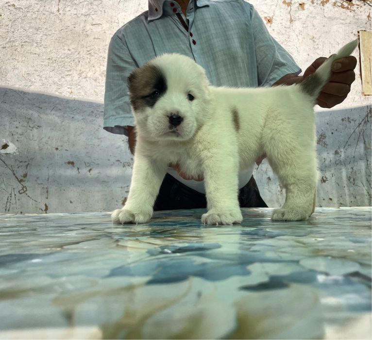 Щенок алабая ( Туркменский ) чистокровный