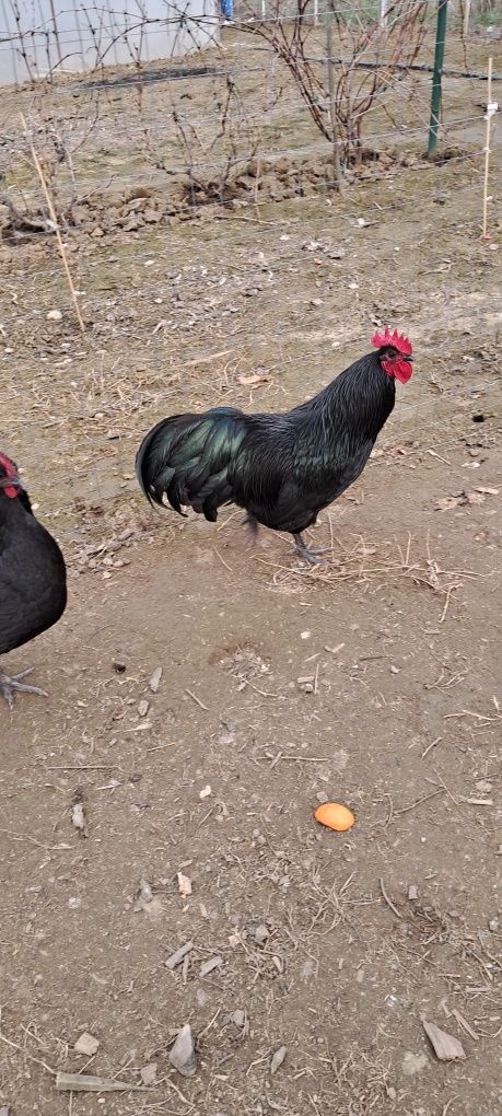 Oua gaini australorp negru