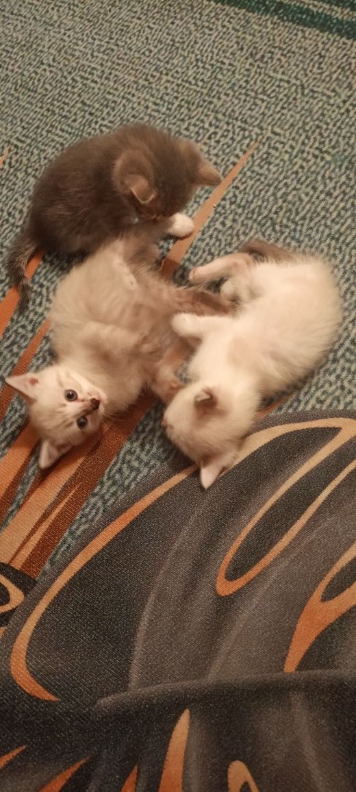Котята полтора месяца