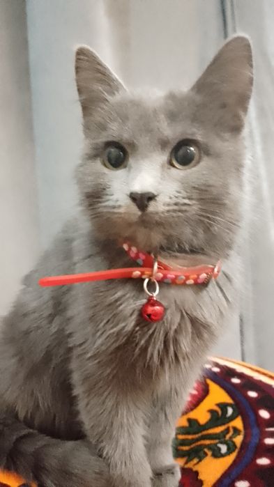 Mushuk yoʻqolgan topib olganlo yoki goʻrganla boso oytinglo