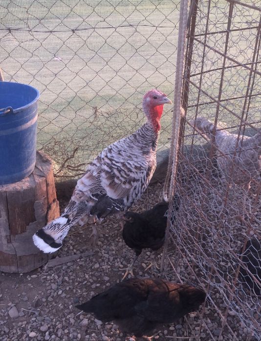 Curci de anul asta si anul trecut