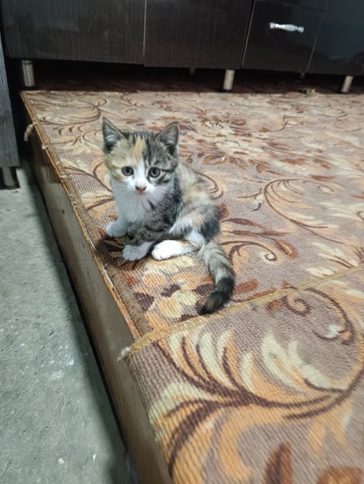 Aqlli chiroyli pishakcha onasi zotdor