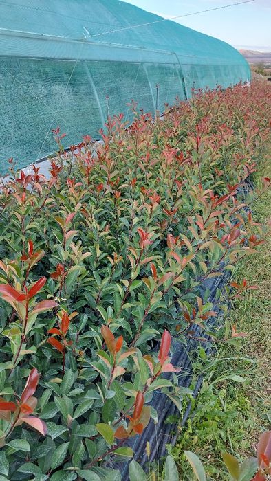 Laur Englezesc / Prunus Laurocerasus / Photinia Red Robin / Leylandii