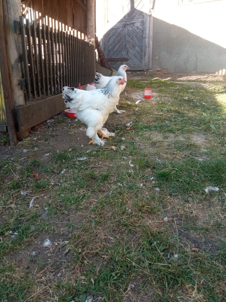 Vand sau schimb cocosi Brahma HD