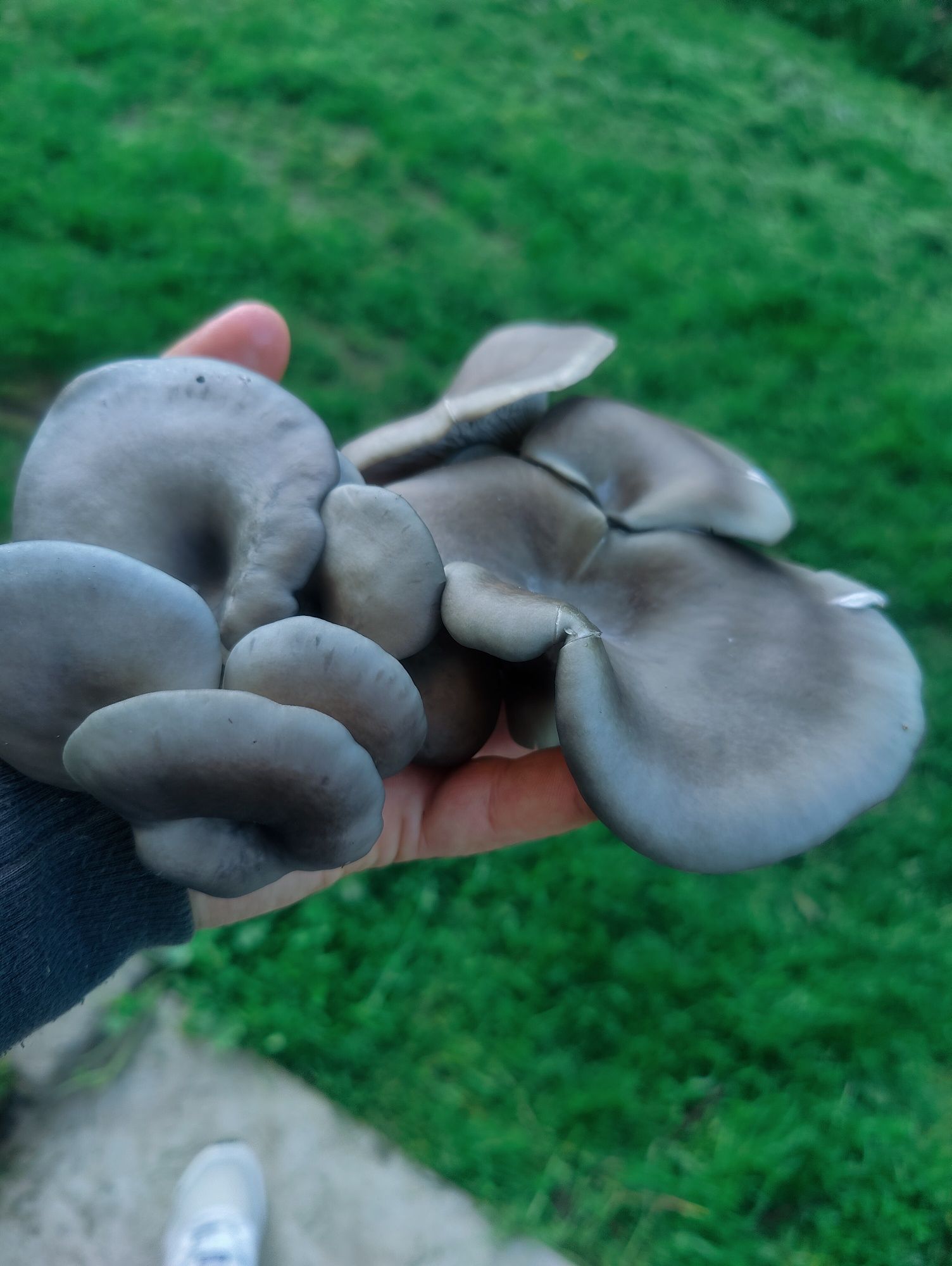 Miceliu pleurotus