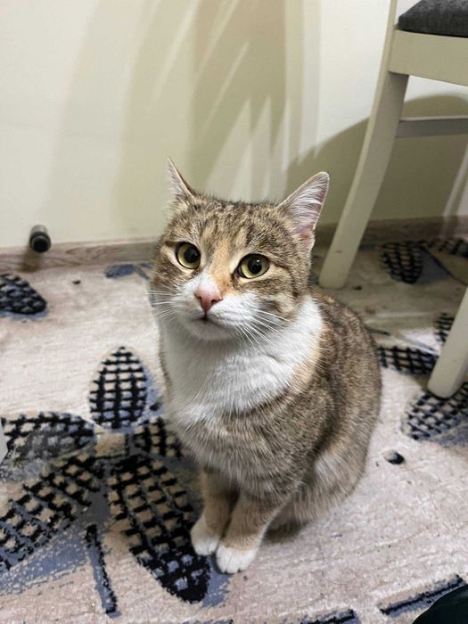 Ищем хозяев: найдена кошка (Лабзак)