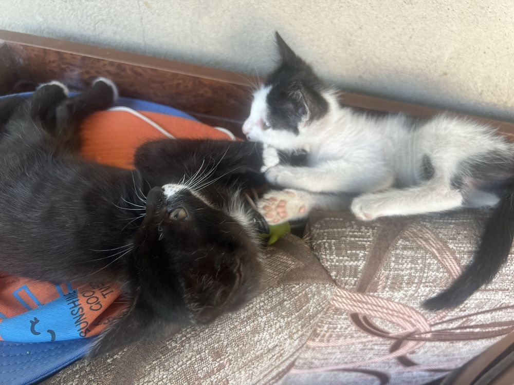 Отдам котят бесплатно