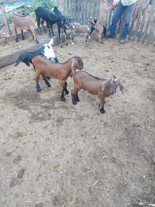Iezi  de 3 săptămâni