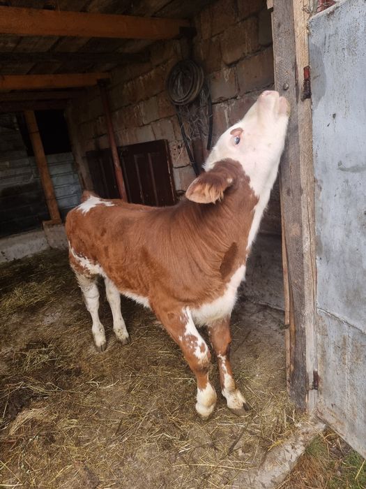 Baltata românească + vitel