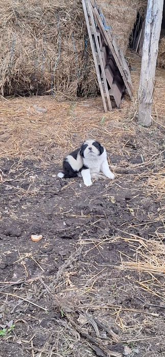 Cățelușa de Bucovina