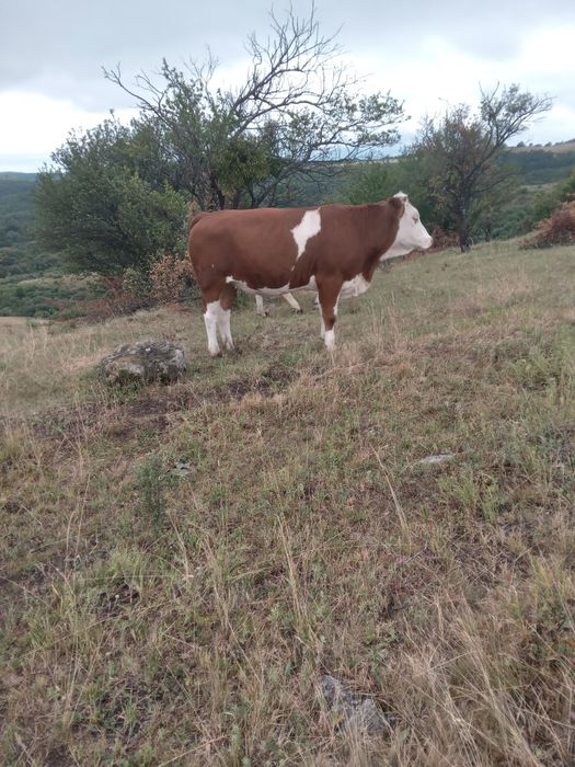 Vand junincii si viței  cu Certificat de Origina B.R