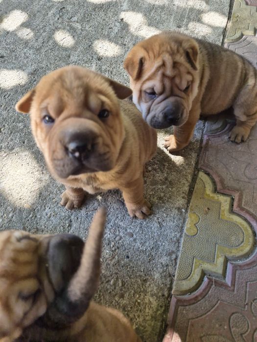 Shar pei drăgălași
