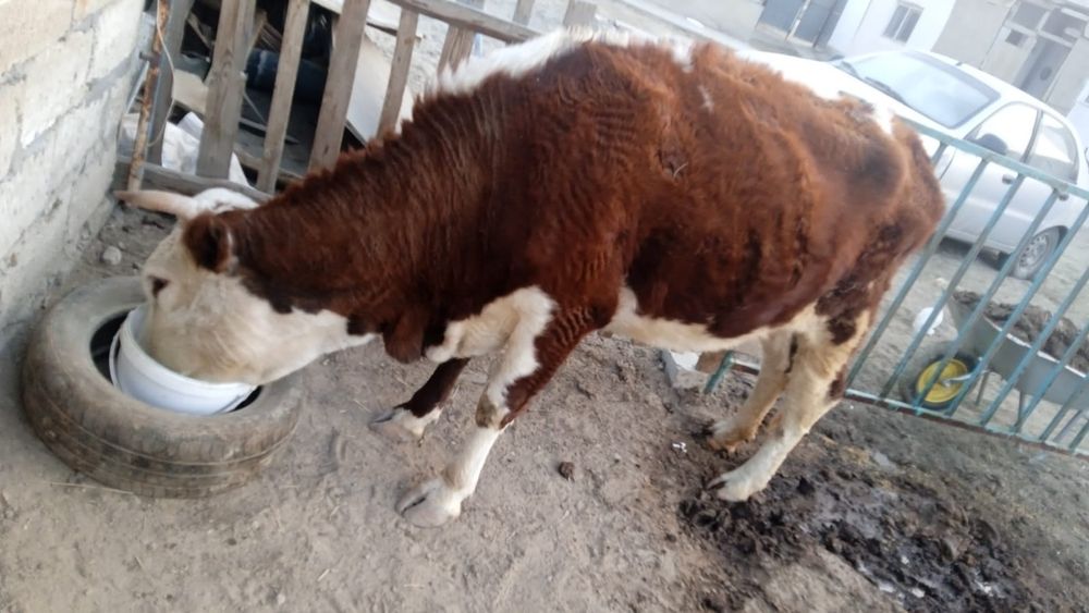 Бұзаулы сиыр сатылады