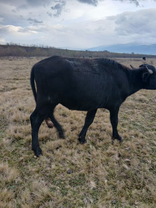 De vânzare tauras bivola de 1 an jumate  pentru monta sau sacrificare