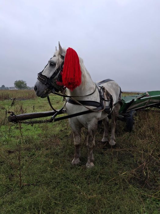 De vânzare armăsar 8 ani